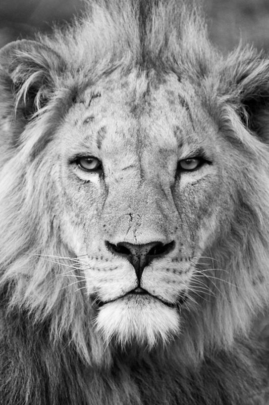 Black and white photo close-up of lion looking straight at camera