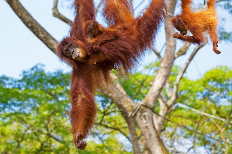 Orangutans swinging through trees in Borneo