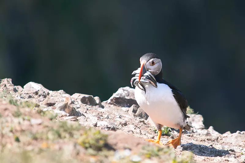 A puffin on Skomer Island with a beak full of sand eels