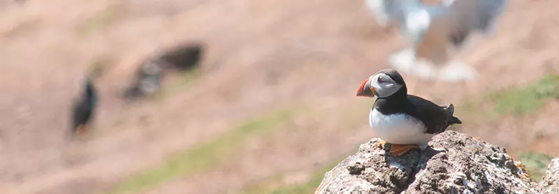 A puffin sitting on a rock on Skomer Island, Pembrokeshire, Wales