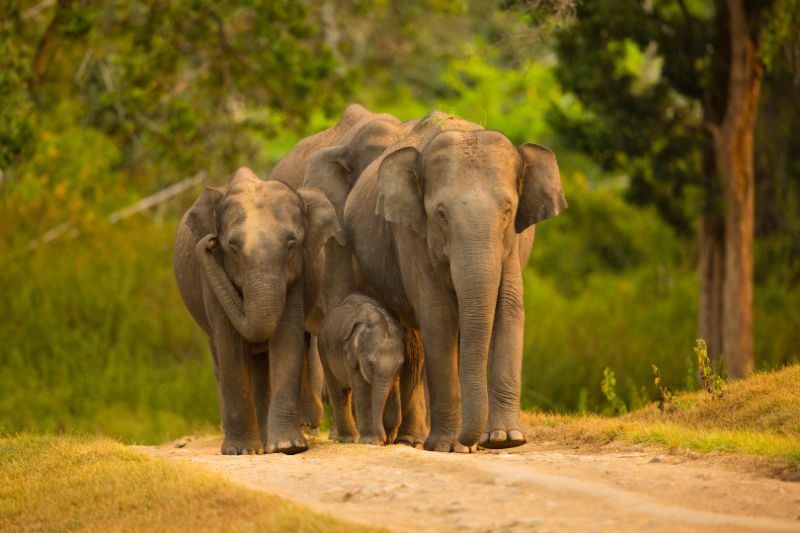 Elephant family in Bandipur tiger reserve, India