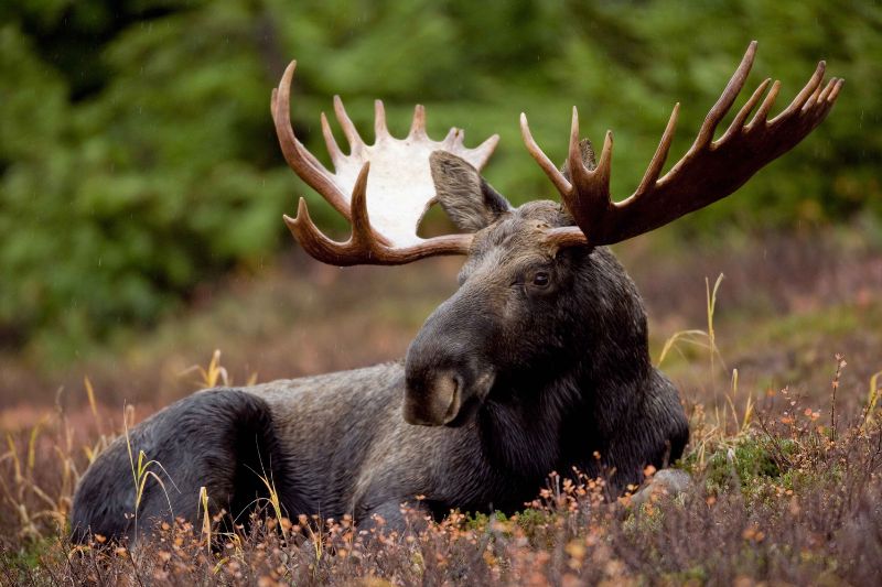 A male moose lying in a field