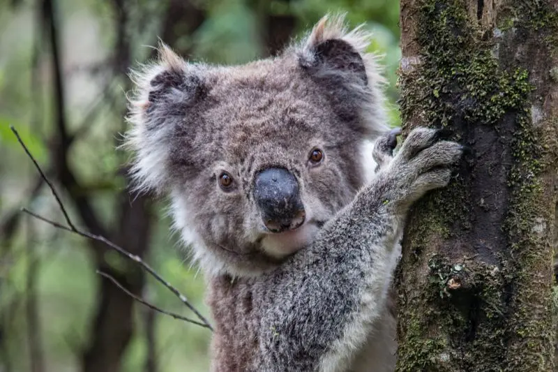 Koala at Great Otway National Park