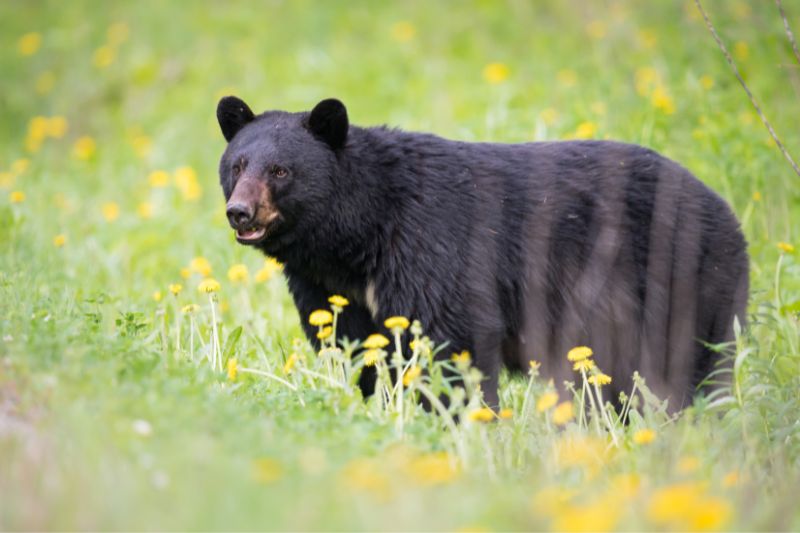 Black bear in the meadow at Algonquin National Park, Canada
