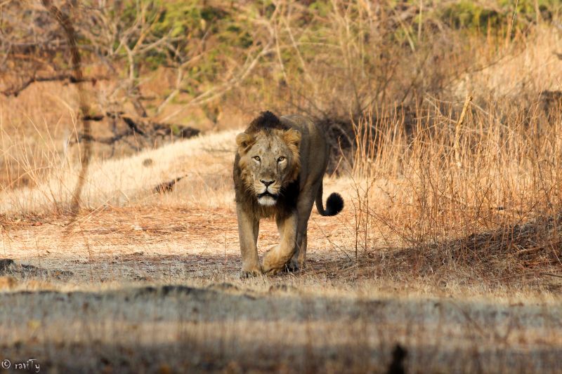 Asiatic lion in Gir National Park, India