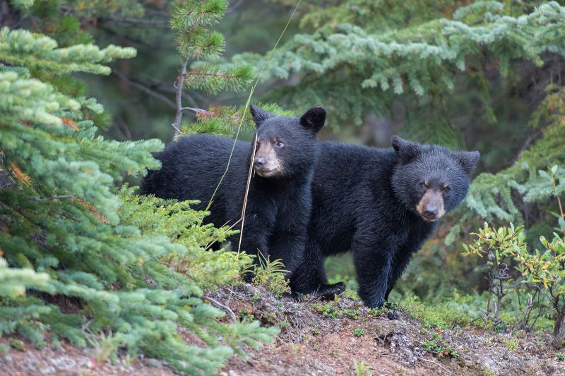 Black bears in Canada