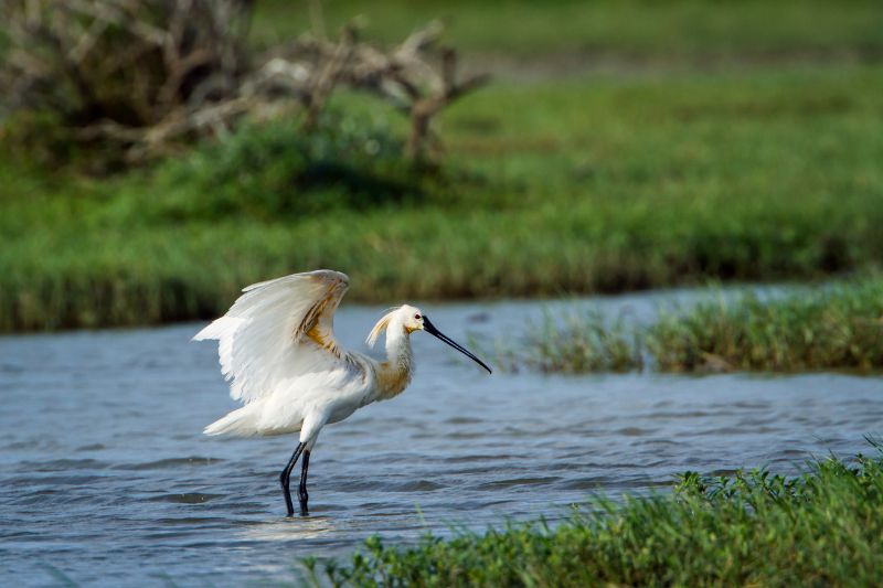 Bird on the lake in Bundala National Park