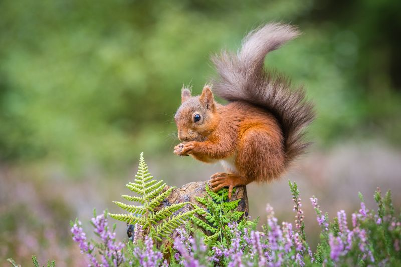 wildlife trips uk