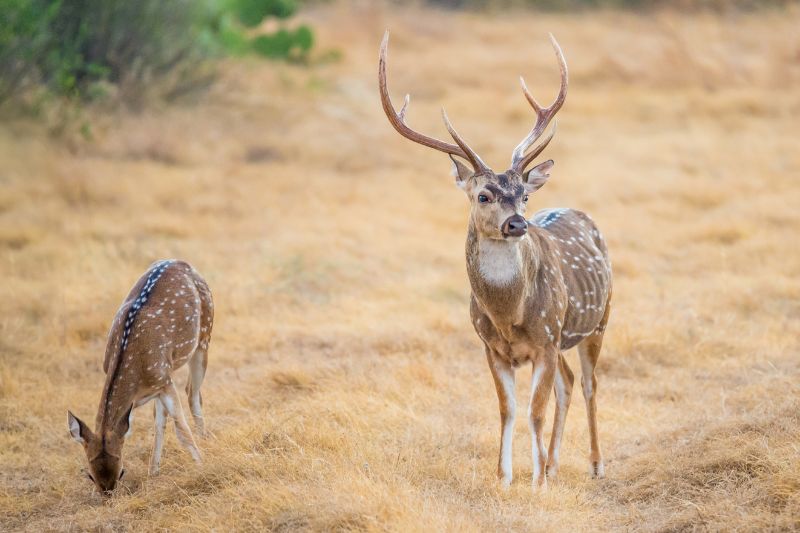 A male and female chital deer in India