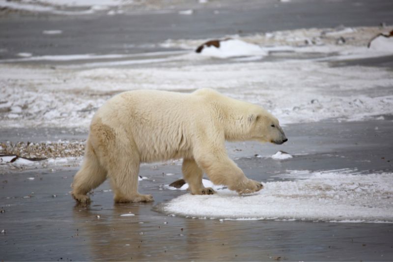 Polar bear on the water's edge in Churchill, Manitoba, Canada