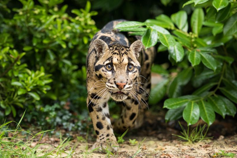 Clouded leopard in India