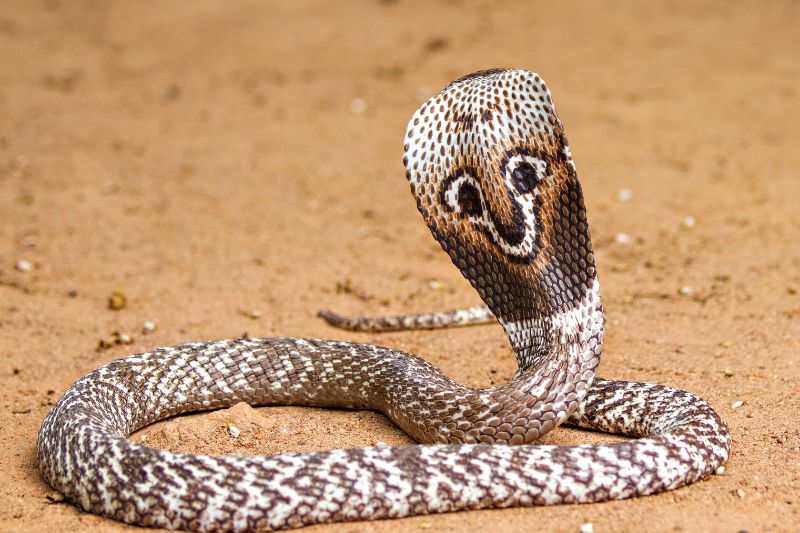 A spectacled cobra in India