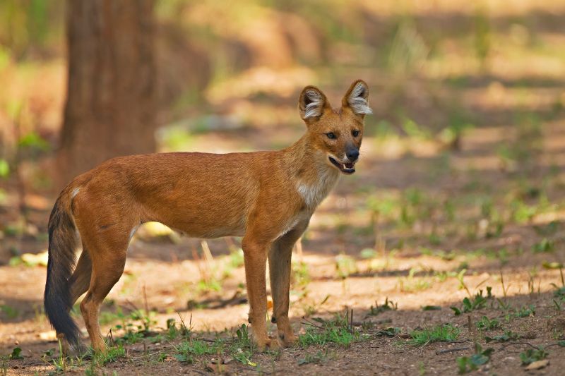 A dhole or Indian wild dog in India