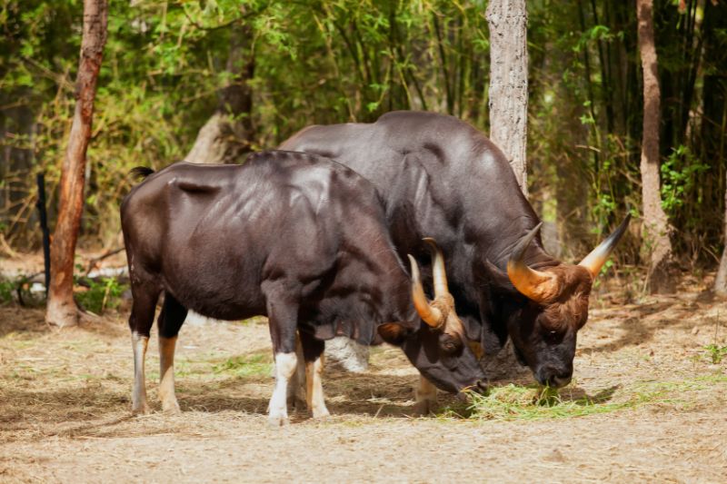 Two gaur in India