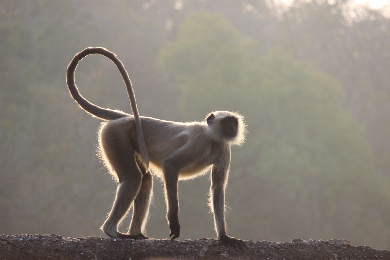 A gray langur in India