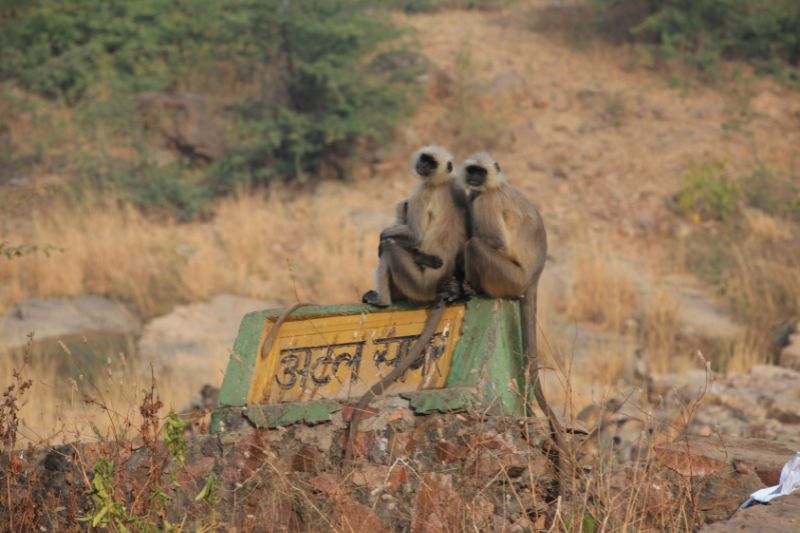 Two grey langurs on a sign outside a national park in India