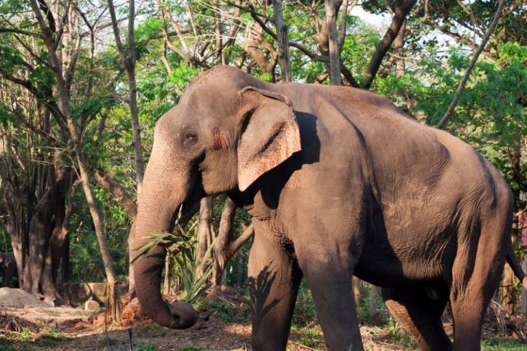Animals In India The Wildlife You Might See On An Indian Safari