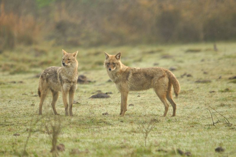 Two Indian jackals