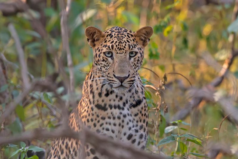 Indian leopard in India