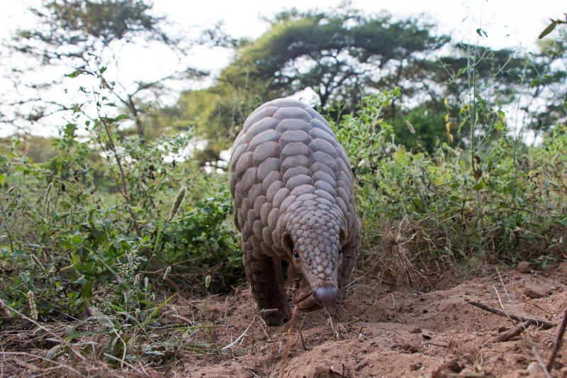 Indian pangolin