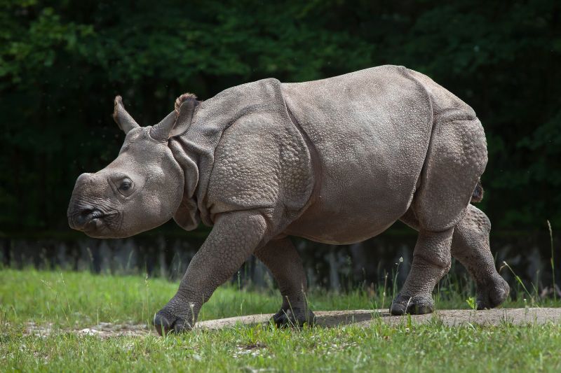 An Indian rhinoceros