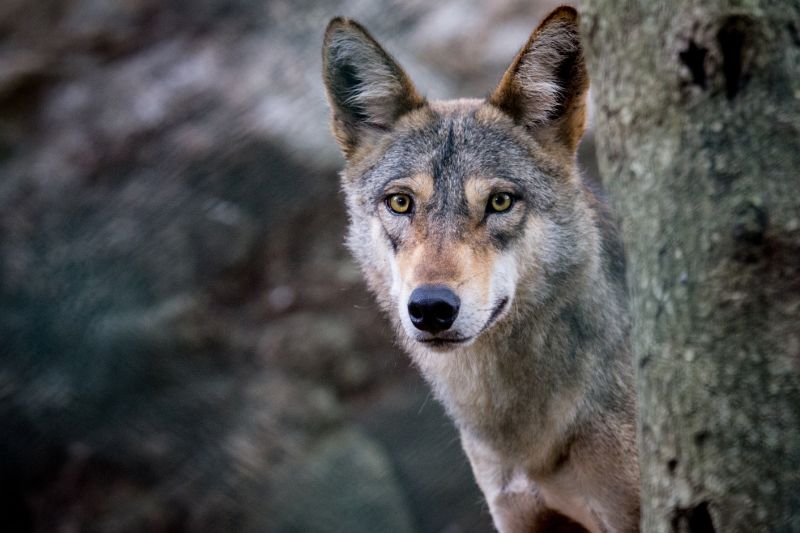 Indian wolf