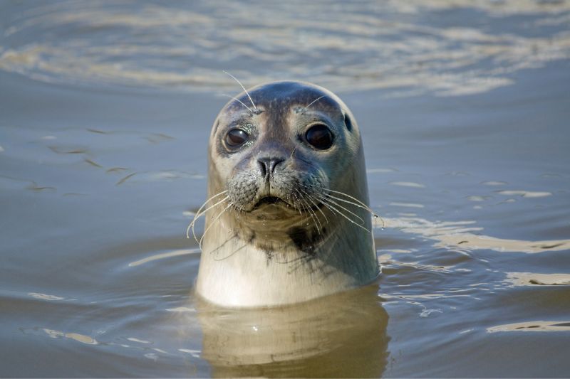 Seal on the Isle of Mull