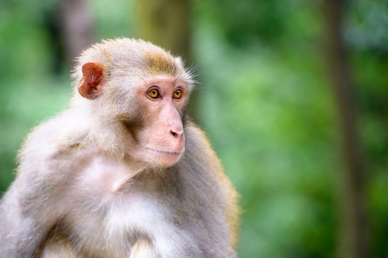 A rhesus macaque in India