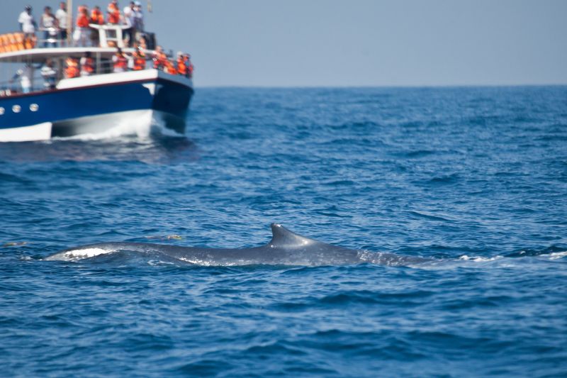 Blue whale in the ocean around Mirissa, Sri Lanka