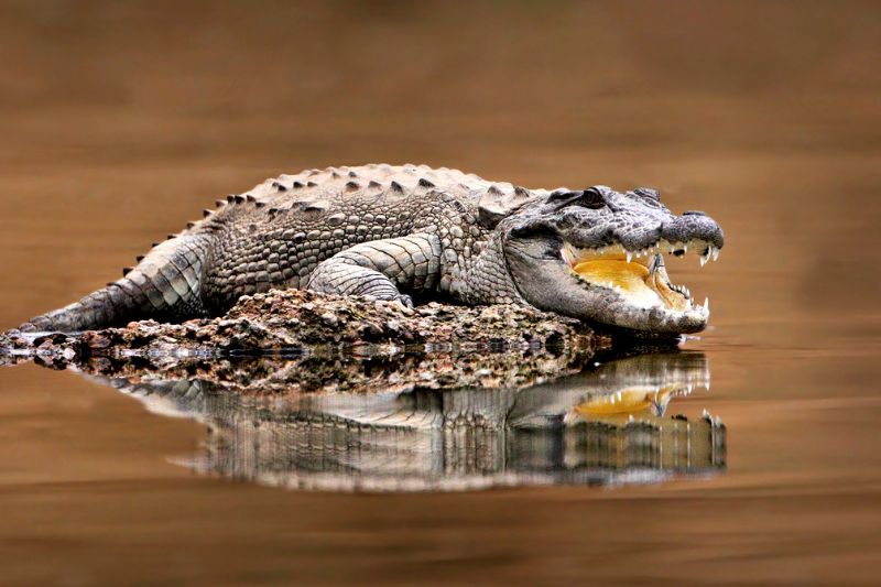 Mugger crocodile with mouth open on a rock in water