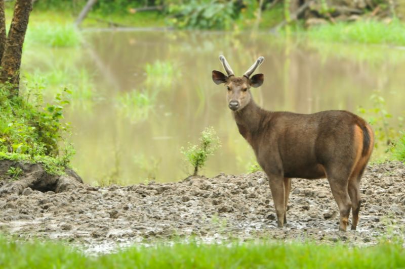 A sambar deer standing next to a green lake in India
