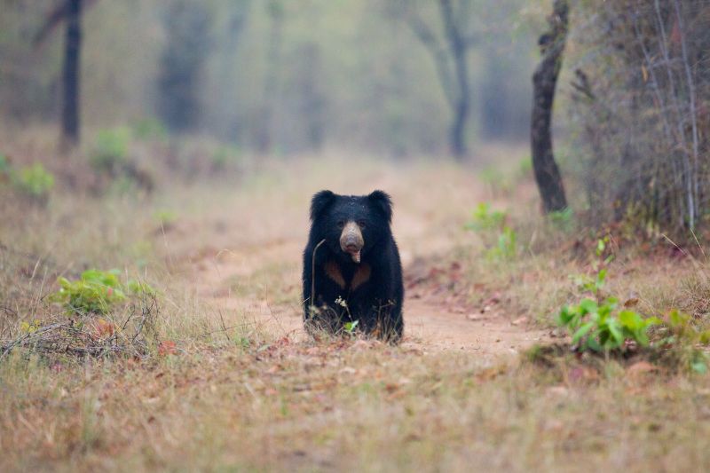 A sloth bear in India