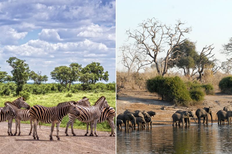 Image showing South Africa zebras on the left and Botswana elephants on the right