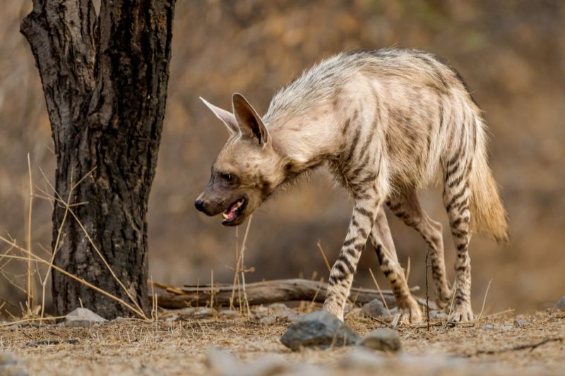Striped hyena in India