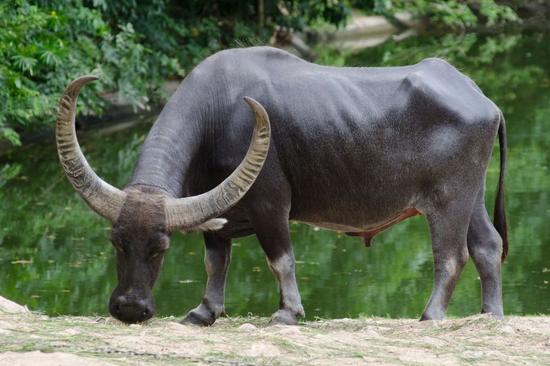 A water buffalo grazing next to a lake in India