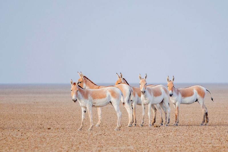 A family of wild ass