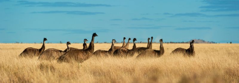 A group of emus in Australian grasslands
