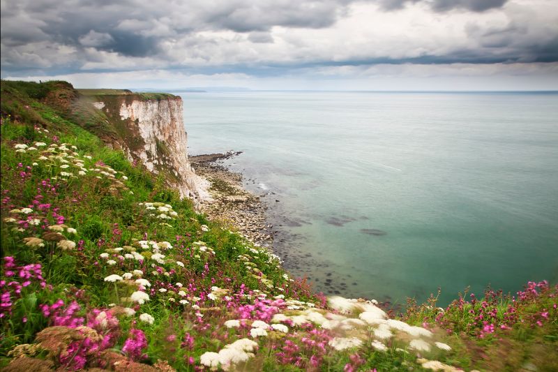The beautiful Bempton Cliffs in the UK