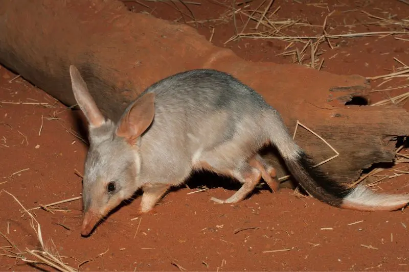 A bilby in Australia