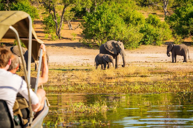 Boat safari on the Okavango Delta observing African elephants