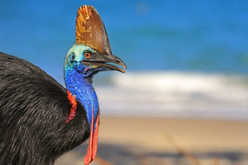 Cassowary in Australia