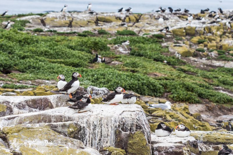 A group of puffins on the cliffs on the Farne Islands
