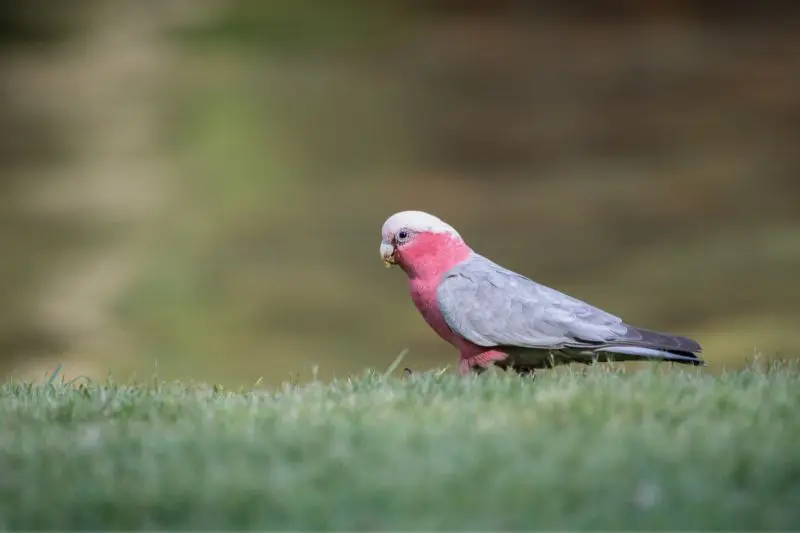 A galah on the grass in Australia