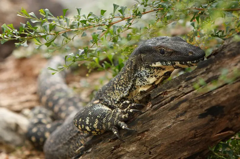 A goanna on a log in Australia