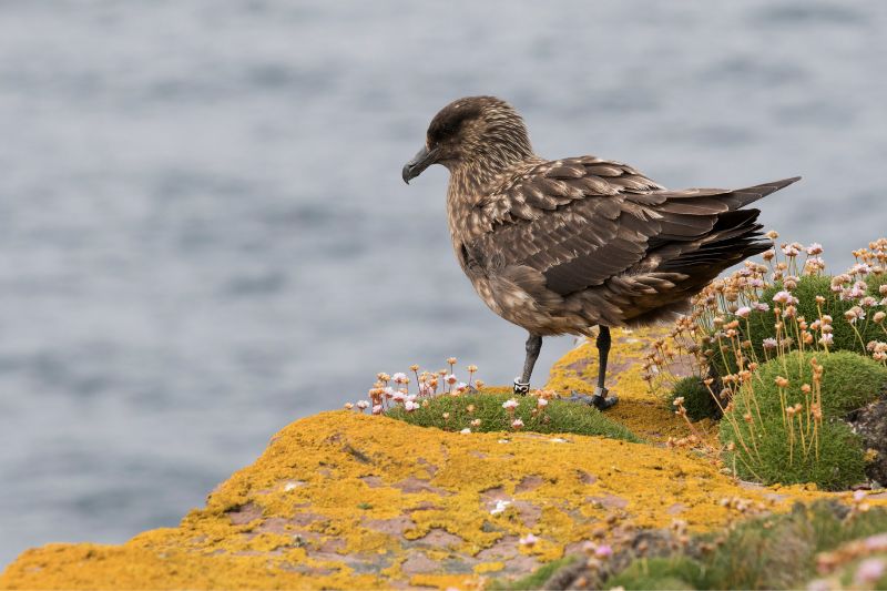 A seabird on Handa Island