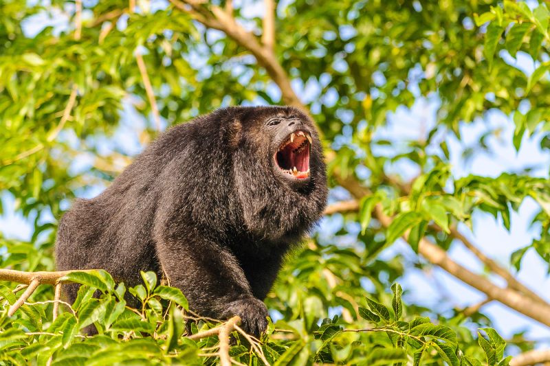A howler monkey in Corcovado National Park, Costa Rica