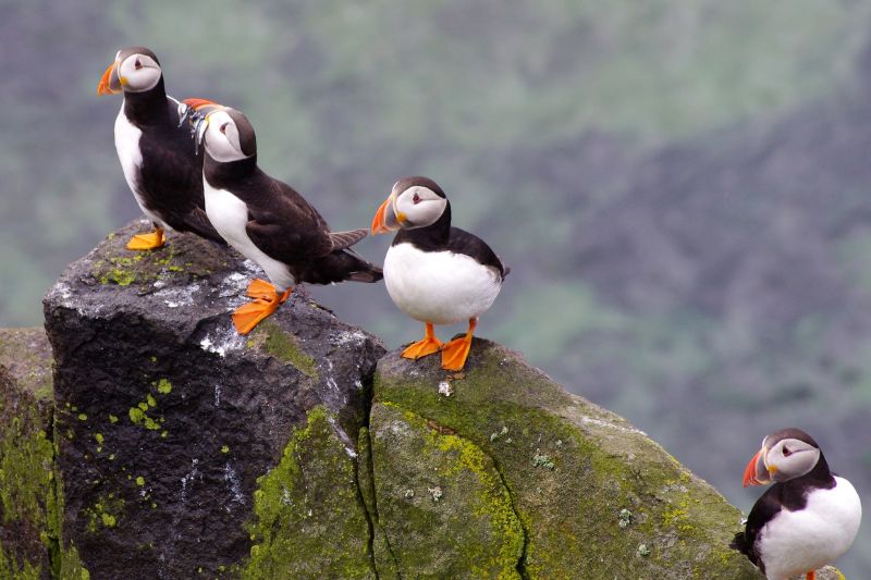 Puffins perched on the rocks of Isle of May, UK