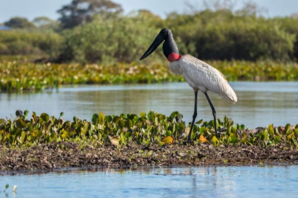 Stork Rica The Best Places to See Wildlife in Costa Rica | Really Wildlife