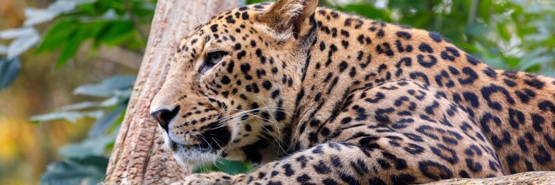 A leopard in Sri Lanka