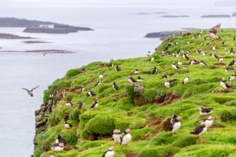 Hundreds of puffins on the grassy cliffs of Lunga Island, Scotland